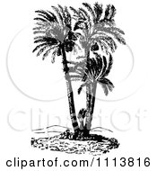 Poster, Art Print Of Retro Black And White Doum Palm Tree