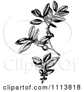 Clipart Vintage Black And White Ebony Plant Royalty Free Vector Illustration