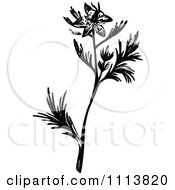 Clipart Vintage Black And White Fitches Plant Royalty Free Vector Illustration
