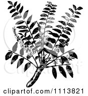 Poster, Art Print Of Vintage Black And White Frankincense Plant