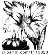 Clipart Vintage Black And White Gladiola Flower And Bulb Royalty Free Vector Illustration by Prawny Vintage
