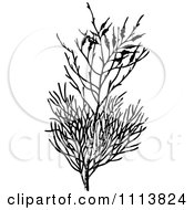 Poster, Art Print Of Vintage Black And White Heath Branch