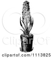 Poster, Art Print Of Vintage Black And White Hyacinth Plant In A Pot