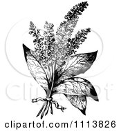 Clipart Vintage Black And White Hyssop With A Ribbon Royalty Free Vector Illustration