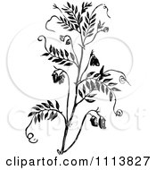 Vintage Black And White Lentil Plant