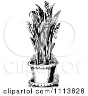 Clipart Vintage Black And White Potted Lily Of The Valley Royalty Free Vector Illustration
