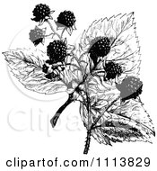 Clipart Retro Black And White Blackberry Plant Royalty Free Vector Illustration
