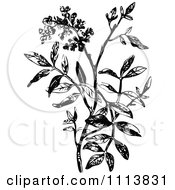 Clipart Retro Black And White Spice Plant Royalty Free Vector Illustration