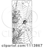 Poster, Art Print Of Vintage Black And White Spider And Web