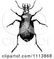 Poster, Art Print Of Vintage Black And White Calosoma Beetle