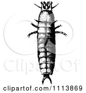 Clipart Vintage Black And White Calosoma Larva Royalty Free Vector Illustration by Prawny Vintage