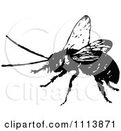 Poster, Art Print Of Vintage Black And White Hornet