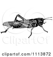 Clipart Vintage Black And White Locust 1 Royalty Free Vector Illustration