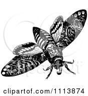 Vintage Black And White Flying Moth