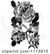 Poster, Art Print Of Vintage Black And White Roses Of Sharon