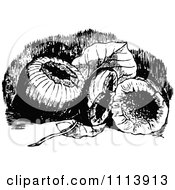 Clipart Retro Black And White Sycamore Figs And A Leaf Royalty Free Vector Illustration