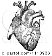 Poster, Art Print Of Vintage Black And White Human Heart