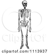 Clipart Vintage Black And White Human Skeleton Royalty Free Vector Illustration