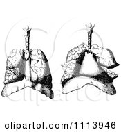Clipart Vintage Black And White Human Lungs Royalty Free Vector Illustration