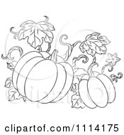 Clipart Outlined Pumpkin Vine Royalty Free Vector Illustration