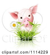 Poster, Art Print Of Cute Piglet With A Daisy In Grass