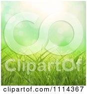 Poster, Art Print Of Background Of Green Grass With Flares Of Light