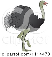 Poster, Art Print Of Walking Ostrich
