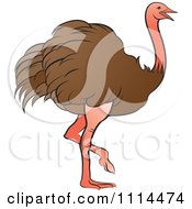 Poster, Art Print Of Walking Brown Ostrich