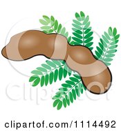 Tamarind Fruit And Leaves