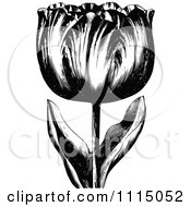 Clipart Vintage Black And White Spring Tulip Flower 2 Royalty Free Vector Illustration