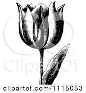 Clipart Vintage Black And White Spring Tulip Flower 3 Royalty Free Vector Illustration