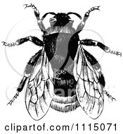 Poster, Art Print Of Vintage Black And White Bumble Bee 1