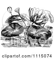 Vintage Black And White Water Lily Flowers And Pads