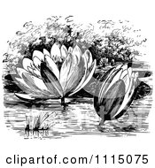 Clipart Vintage Black And White Water Lily Flowers Royalty Free Vector Illustration