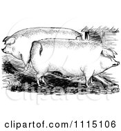 Clipart Vintage Black And White Pigs In A Pen Royalty Free Vector Illustration by Prawny Vintage