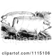 Poster, Art Print Of Vintage Black And White Pigs In A Pen