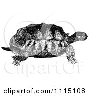 Poster, Art Print Of Vintage Black And White Turtle