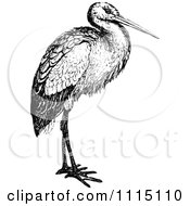 Clipart Vintage Black And White Stork Bird Royalty Free Vector Illustration by Prawny Vintage