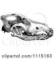 Clipart Vintage Black And White Wolf Skull Royalty Free Vector Illustration by Prawny Vintage