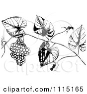 Clipart Vintage Black And White Vine With Berries Royalty Free Vector Illustration
