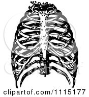Clipart Vintage Black And White Human Rib Cage Royalty Free Vector Illustration