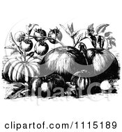Clipart Vintage Black And White Heirloom Tomatoes Royalty Free Vector Illustration
