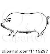 Clipart Vintage Black And White Pig Royalty Free Vector Illustration