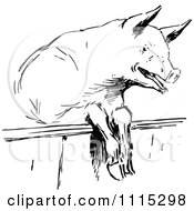 Poster, Art Print Of Vintage Black And White Pig Looking Over A Fence