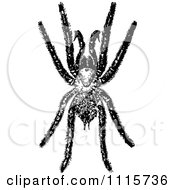 Clipart Retro Vintage Black And White Tarantula Spider Royalty Free Vector Illustration by Prawny Vintage