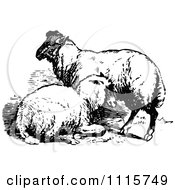 Poster, Art Print Of Retro Vintage Black And White Sheep Pair