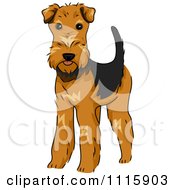 Cute Airedale Terrier Dog