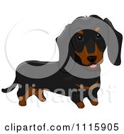 Poster, Art Print Of Cute Black And Brown Dachshund Dog