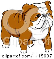 Poster, Art Print Of Cute English Bulldog
