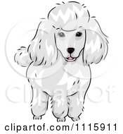 Poster, Art Print Of Cute White Poodle Dog